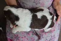 Tinker, a male English Springer Spaniel for sale in Alta Vista, IA – 5 of 5