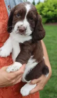 Tiger, a male English Springer Spaniel for sale in Alta Vista, IA – 1 of 8
