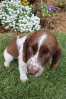 Smokey, a male English Springer Spaniel for sale in Alta Vista, IA – 4 of 9