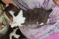Tracy, a female English Springer Spaniel for sale in Alta Vista, IA – 6 of 6
