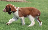 Sunny, a male English Springer Spaniel for sale in Alta Vista, IA – 5 of 7