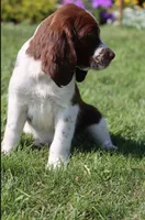 Sunny, a male English Springer Spaniel for sale in Alta Vista, IA – 5 of 10