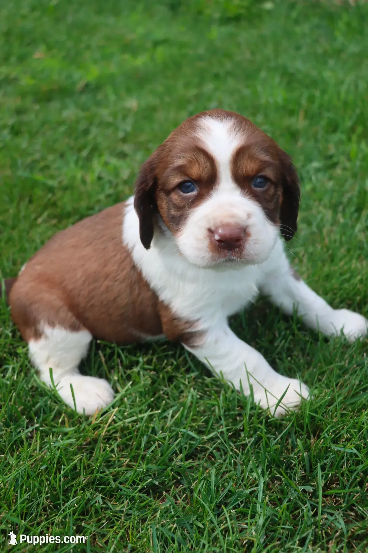 Sandy, a male English Springer Spaniel for sale in Alta Vista, IA – 1 of 7