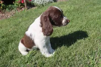 Smokey, a male English Springer Spaniel for sale in Alta Vista, IA – 6 of 9