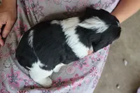 Teddy, a male English Springer Spaniel for sale in Alta Vista, IA – 3 of 5