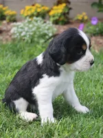 Sage, a female English Springer Spaniel for sale in Alta Vista, IA – 5 of 7