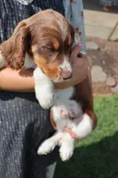 Scott, a male English Springer Spaniel for sale in Alta Vista, IA – 5 of 5