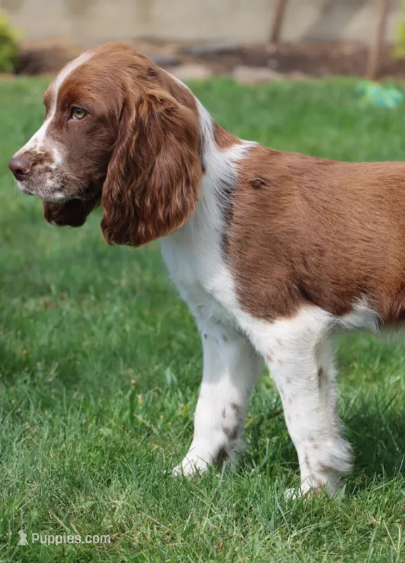 Sunny – English Springer Spaniel puppy for sale in Alta Vista, IA