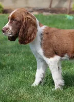 Sunny, a male English Springer Spaniel for sale in Alta Vista, IA – 2 of 7