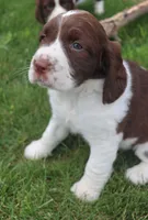 Trixie, a female English Springer Spaniel for sale in Alta Vista, IA – 9 of 10
