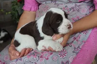 Tinker, a male English Springer Spaniel for sale in Alta Vista, IA – 4 of 5