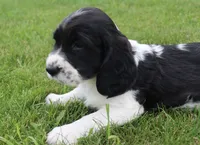 Teddy, a male English Springer Spaniel for sale in Alta Vista, IA – 3 of 7