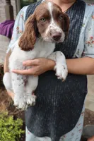 Smokey, a male English Springer Spaniel for sale in Alta Vista, IA – 7 of 9