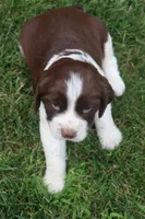 Sunny, a male English Springer Spaniel for sale in Alta Vista, IA – 5 of 7