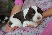 Tinker, a male English Springer Spaniel for sale in Alta Vista, IA – 2 of 5