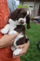 Tiger, a male English Springer Spaniel for sale in Alta Vista, IA – 5 of 8
