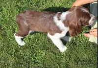 Sunny, a male English Springer Spaniel for sale in Alta Vista, IA – 8 of 10