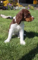 Scott, a male English Springer Spaniel for sale in Alta Vista, IA – 7 of 10