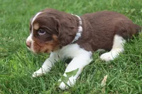 Scott, a male English Springer Spaniel for sale in Alta Vista, IA – 3 of 7
