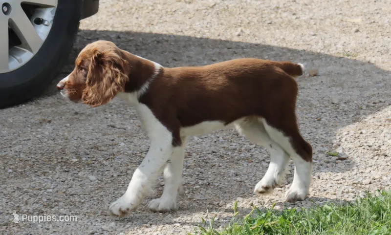 Scott – English Springer Spaniel puppy for sale in Alta Vista, IA