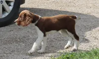 Scott, a male English Springer Spaniel for sale in Alta Vista, IA – 1 of 5