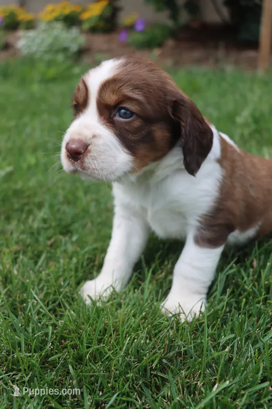 Sandy – English Springer Spaniel puppy for sale in Alta Vista, IA