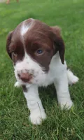 Trixie, a female English Springer Spaniel for sale in Alta Vista, IA – 8 of 10