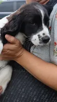 Sophie, a female English Springer Spaniel for sale in Alta Vista, IA – 7 of 8