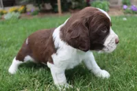 Sunny, a male English Springer Spaniel for sale in Alta Vista, IA – 3 of 7