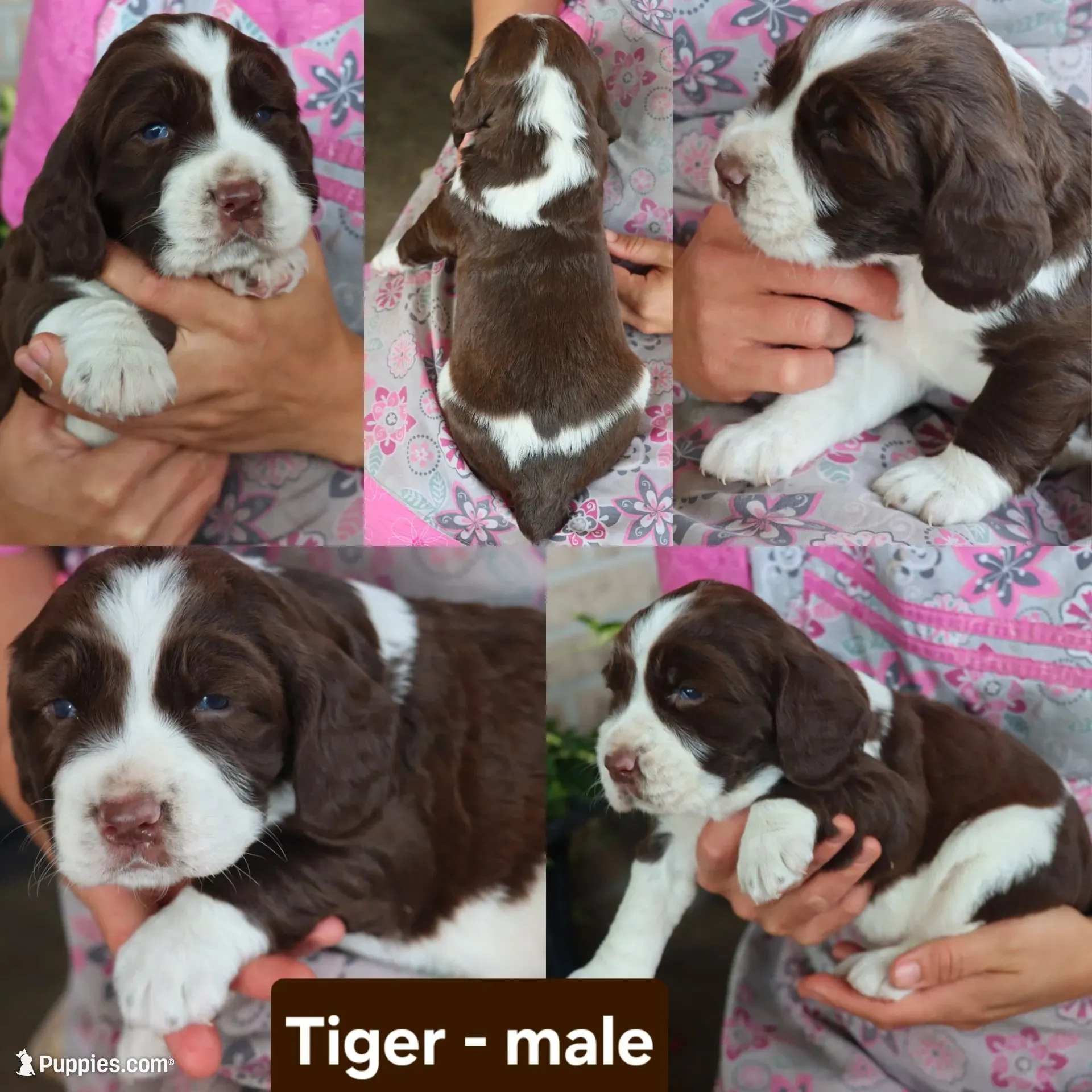Tiger, a male English Springer Spaniel for sale in Alta Vista, IA – 2 of 8