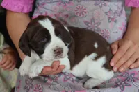 Tracy, a female English Springer Spaniel for sale in Alta Vista, IA – 4 of 6