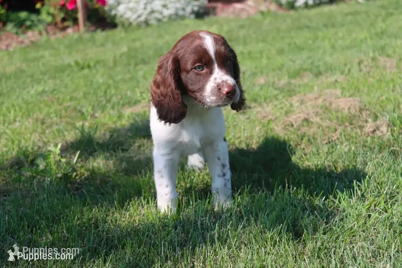 Smokey – English Springer Spaniel puppy for sale in Alta Vista, IA