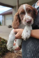 Smokey, a male English Springer Spaniel for sale in Alta Vista, IA – 8 of 9