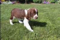 Sunny, a male English Springer Spaniel for sale in Alta Vista, IA – 9 of 10