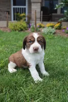 Sandy, a male English Springer Spaniel for sale in Alta Vista, IA – 3 of 7