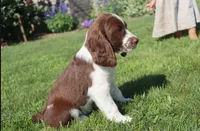 Sunny, a male English Springer Spaniel for sale in Alta Vista, IA – 7 of 10