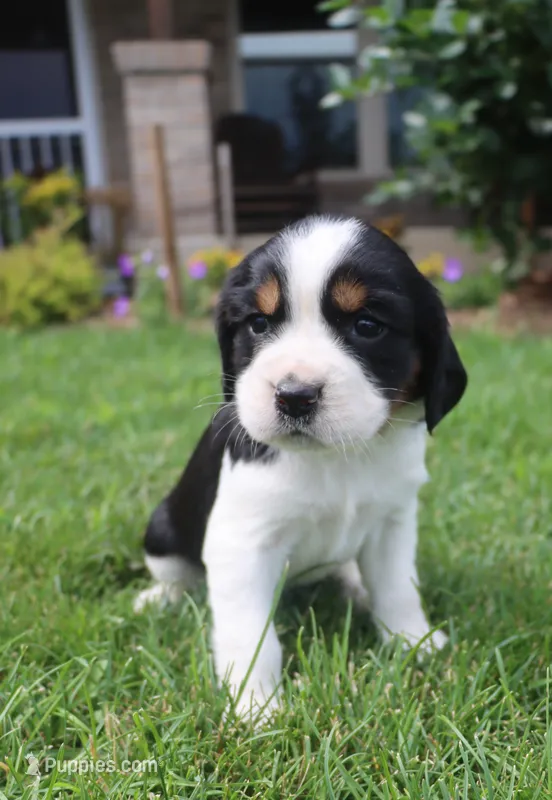 Sage – English Springer Spaniel puppy for sale in Alta Vista, IA
