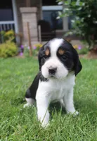 Sage, a female English Springer Spaniel for sale in Alta Vista, IA – 1 of 7