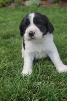 Sophie, a female English Springer Spaniel for sale in Alta Vista, IA – 3 of 8