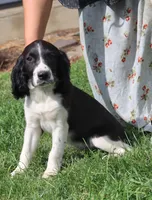 Summer, a female English Springer Spaniel for sale in Alta Vista, IA – 5 of 8