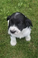 Teddy, a male English Springer Spaniel for sale in Alta Vista, IA – 4 of 7