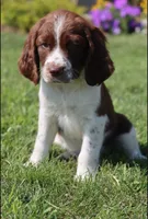 Sunny, a male English Springer Spaniel for sale in Alta Vista, IA – 4 of 10