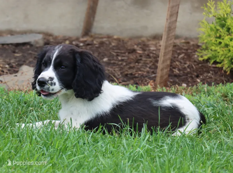 Sophie – English Springer Spaniel puppy for sale in Alta Vista, IA