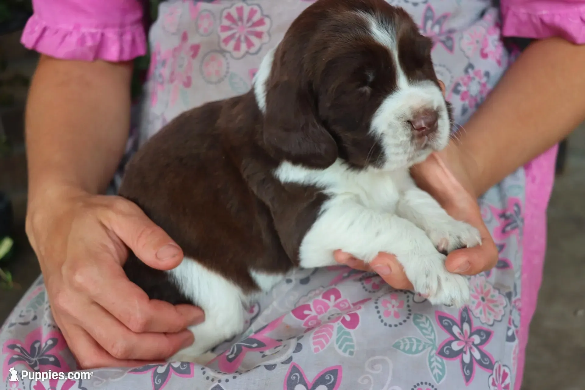 Trooper, a male English Springer Spaniel for sale in Alta Vista, IA – 3 of 7