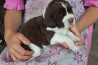 Trooper, a male English Springer Spaniel for sale in Alta Vista, IA – 1 of 6