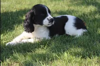 Sophie, a female English Springer Spaniel for sale in Alta Vista, IA – 7 of 9