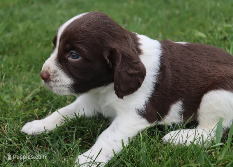 Smokey – English Springer Spaniel puppy for sale in Alta Vista, IA