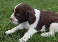 Smokey, a male English Springer Spaniel for sale in Alta Vista, IA – 2 of 5