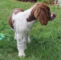 Smokey, a male English Springer Spaniel for sale in Alta Vista, IA – 5 of 9