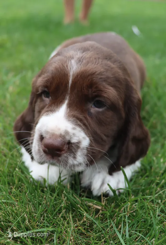 Trooper – English Springer Spaniel puppy for sale in Alta Vista, IA